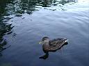 DSCN0968.JPG