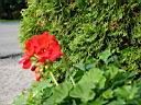 flower.jpg