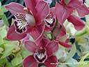 orchids01.JPG