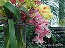 orchids010.JPG