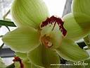 orchids011.JPG