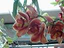 orchids012.JPG