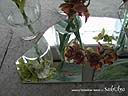 orchids013.JPG
