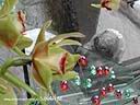 orchids014.JPG