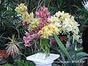 orchids015.JPG