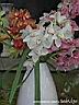 orchids016.JPG