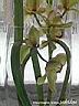 orchids018.JPG