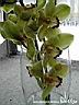 orchids019.JPG