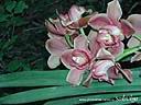 orchids02.JPG