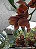 orchids020.JPG