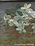 orchids021.JPG