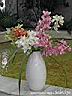 orchids022.JPG