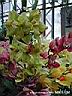 orchids023.JPG