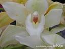 orchids024.JPG