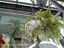 orchids025.JPG