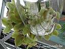 orchids026.JPG
