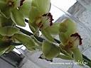 orchids027.JPG