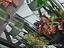 orchids028.JPG