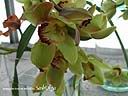 orchids029.JPG