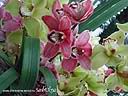 orchids03.JPG