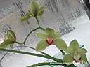 orchids030.JPG
