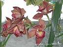 orchids031.JPG