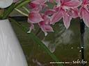 orchids04.JPG