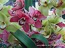 orchids05.JPG