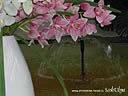 orchids06.JPG