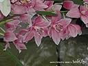 orchids07.JPG
