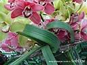 orchids09.JPG