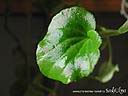 DSCN2154.JPG
