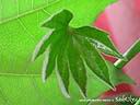 DSCN3155.JPG