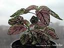 DSCN3163.JPG