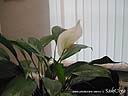 DSCN3451.JPG