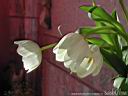 tulip01.jpg