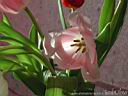 tulip02.jpg