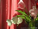 tulip03.jpg