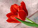 tulip04.jpg