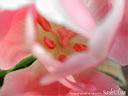 tulip05.jpg