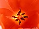 tulip06.jpg