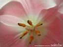 tulip07.jpg
