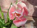 tulip08.jpg