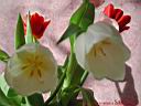 tulip09.jpg