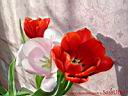 tulip10.jpg