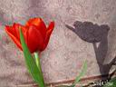 tulip11.jpg
