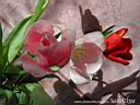 tulip12.jpg