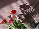 tulip13.jpg