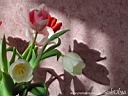 tulip14.jpg