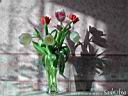 tulip15.jpg